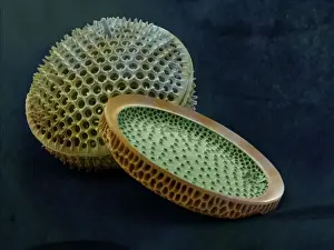 Marine Diatoms