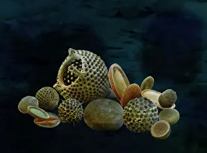 Marine Diatoms and Radiolarians