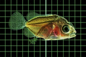 Microscopic Gallery: Marine fish larvae eat microplastics. Small pieces