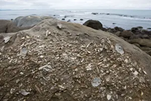 South Island Prints: Marine Fossils of Late Cretaceous age