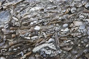 Images Dated 4th July 2007: Marine Fossils of Late Cretaceous age, New Zealand, South Island, along coastline near Oaro