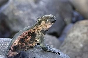 Images Dated 17th April 2005: Marine Iguana. Espagnola island. Galapagos islands