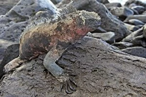 Images Dated 18th May 2008: Marine Iguana - Espanola Island - Galapagos Islands