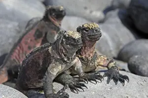 Iguanas Prints: Marine Iguana - Espanola Island - Galapagos Islands