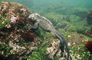 Amblyrhynchus Gallery: Marine Iguana - feeding underwater
