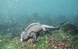 Iguanas Prints: Marine Iguana - feeding underwater AU-1593