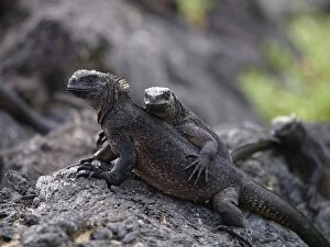 Images Dated 23rd September 2010: Marine Iguana - female with young on back