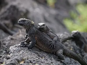 Ecuador Prints: Marine Iguana - female with young on back - Galapagos - Ecuador