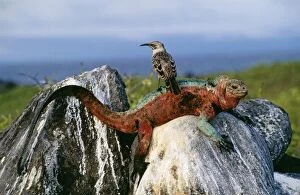 Marine Iguana - With Hood (Espanola) with Island mockingbird (Nesomimus macdonaldi) on top