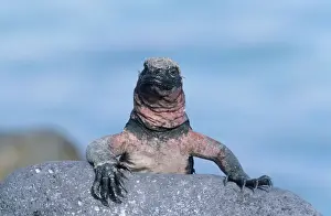 Iguanas Prints: Marine Iguana - Hood Island - Galapagos RE000215