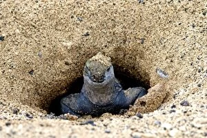Images Dated 23rd September 2010: Marine Iguana - in nesting area