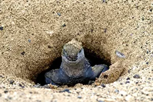 Iguanas Prints: Marine Iguana - in nesting area - Galapagos - Ecuador