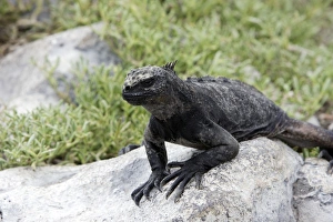 Images Dated 15th April 2005: Marine Iguana. Plazza island - Galapagos islands