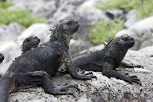 Images Dated 15th April 2005: Marine Iguana. Plazza island - Galapagos islands