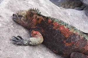 Iguanas Prints: Marine Iguana - red form males on Hood Island (Espanola), Galapagos