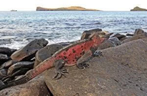 Images Dated 18th May 2008: Marine Iguana - on rocks next to sea - Espanola Island - Galapagos Islands