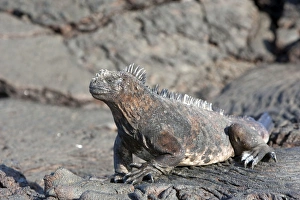 Images Dated 15th May 2008: Marine Iguana - Santiago Island - Galapagos Islands