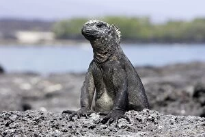 Images Dated 11th April 2005: Marine Iguana. Santiago island. Galapagos islands