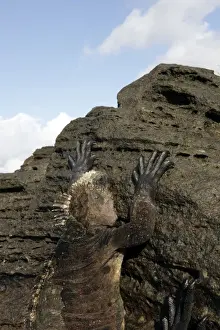 Marine Iguana - Santiago Island - Galapagos Islands