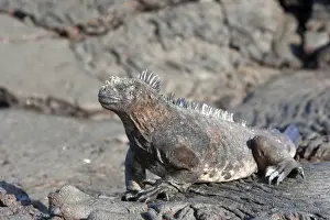 Marine Iguana - Santiago Island - Galapagos Islands