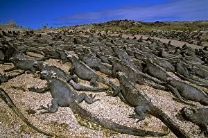 Amblyrhynchus Gallery: Marine iguanas - stretched out on beach, basking