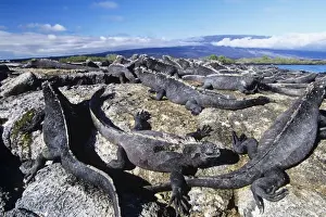 Marine Iguanas - sunning themselves Fernandina Island, Galapagos Islands