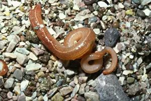 Marine Ribbon Worm