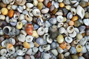 Marine Snail Shells - mainly Turbinate monodant snails and Dogwhelks (Nucella lapillus)