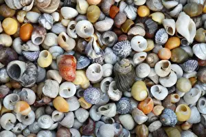 Shell Prints: Marine Snail Shells - mainly Turbinate monodant snails and Dogwhelks (Nucella lapillus)