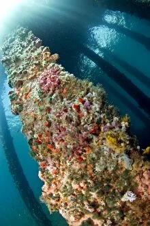 Images Dated 15th November 2010: Marine Sponges - under the Jetty - Ambon - Indonesia