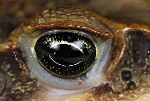 Marine Toad / Cane toad - close-up of eye (Bufo marinus )
