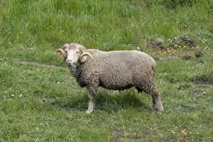 Marino Ram - on pasture, Extremadura, Spain