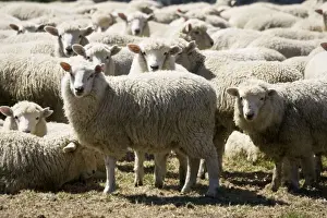 Marino Sheep - probably the oldest sheep breed in the world the Marino was introduced to New Zealand in th early 1800s. The wool is highly prized and amongst other things is used for quality suits
