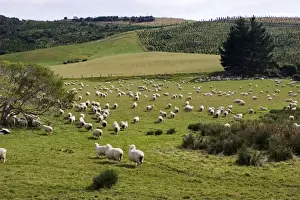 Hill Prints: Marino Sheep - probably the oldest sheep breed in the world the Marino was introduced to New Zealand in th early 1800s
