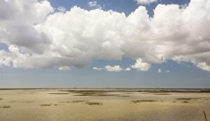Images Dated 21st April 2008: The marismas (marshes) of the Coto Donana National Park