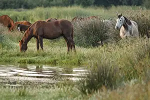 Free Prints: Marismeno Horse ~ breed of horse endemic from marshes of the Guadalquivir River ~ Donana National Park