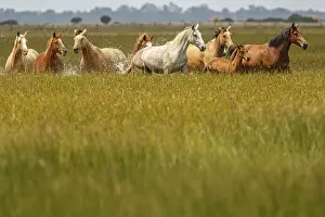 Marismeno Horse ~ breed of horse endemic from marshes of the Guadalquivir River ~ Donana National Park, Spain