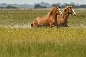 Marismeno Horse ~ breed of horse endemic from marshes of the Guadalquivir River ~ Donana National Park, Spain