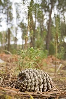 Pines Gallery: Maritime Pine - cone next to young trees