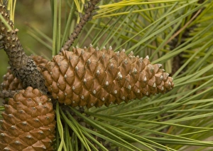 Images Dated 13th May 2005: Maritime pine, planted on sand dunes and native in SW Europe: cones