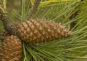 Cones Prints: Maritime pine, planted on sand dunes and native in SW Europe: cones