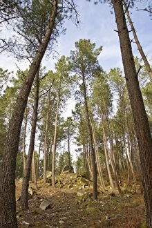 Pines Gallery: Maritime Pine Trees - pine forest
