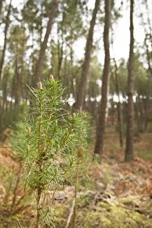 Pines Gallery: Maritime Pine - young trees