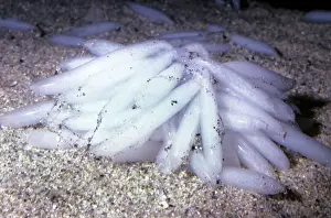 Market Squid - eggs