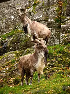 Adults Prints: Markhor Goat - Scotland