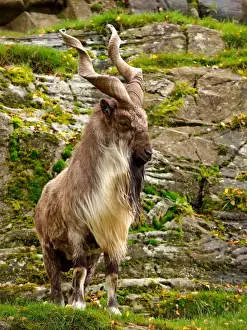Markhor Goat - Scotland