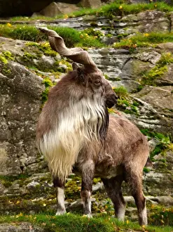 Adults Prints: Markhor Goat - Scotland