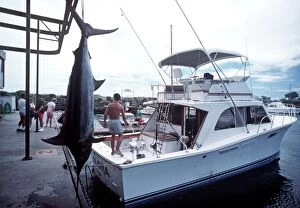 Marlin - hanging by fishing boat