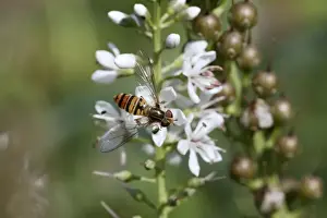 Marmalade Fly - Essex - UK IN000967
