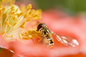 Flies Gallery: Marmalade / Hover Fly